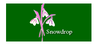 Snowdrop